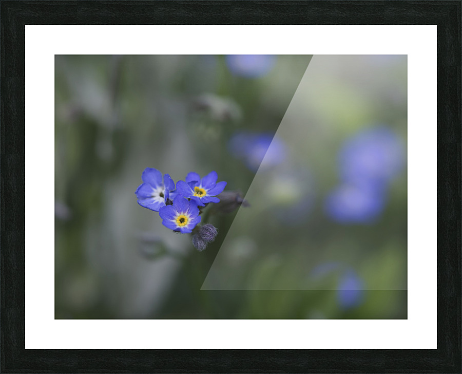 Myosotis Sylvatica Picture Frame print