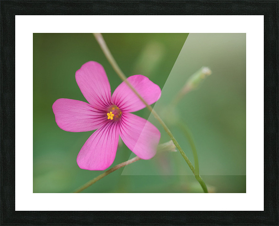 Pink Splash Picture Frame print