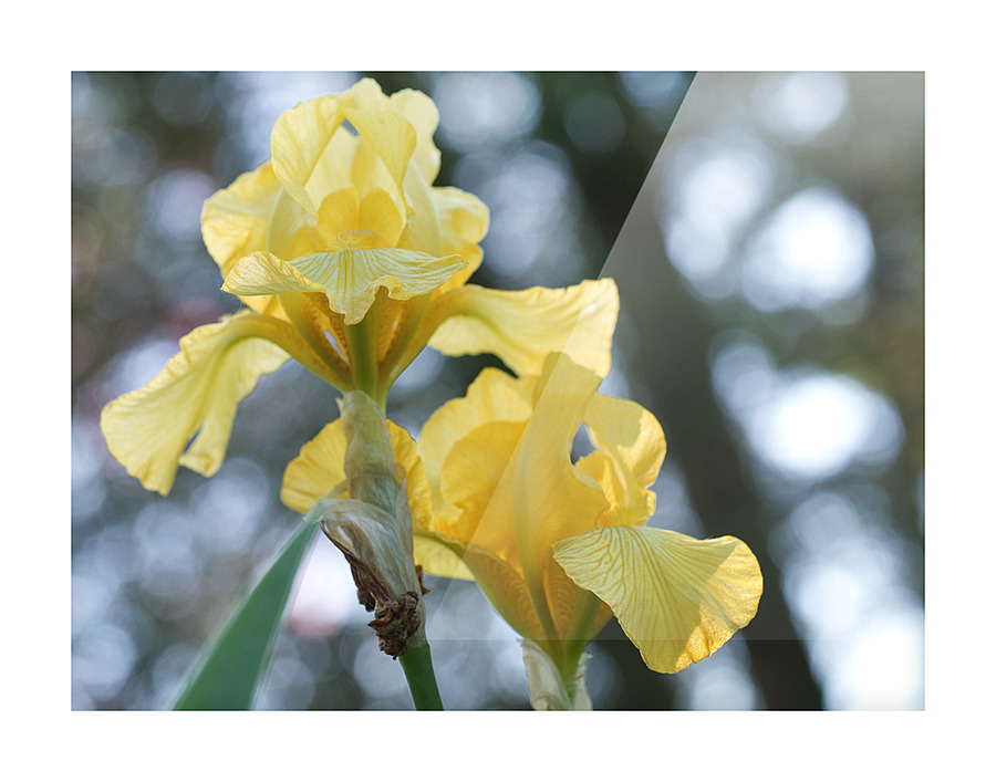 Water Flag Picture Frame print