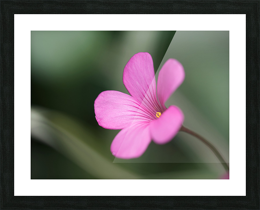 Splash Of Color Picture Frame print