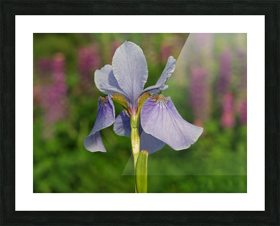 Violet Blue One Picture Frame print