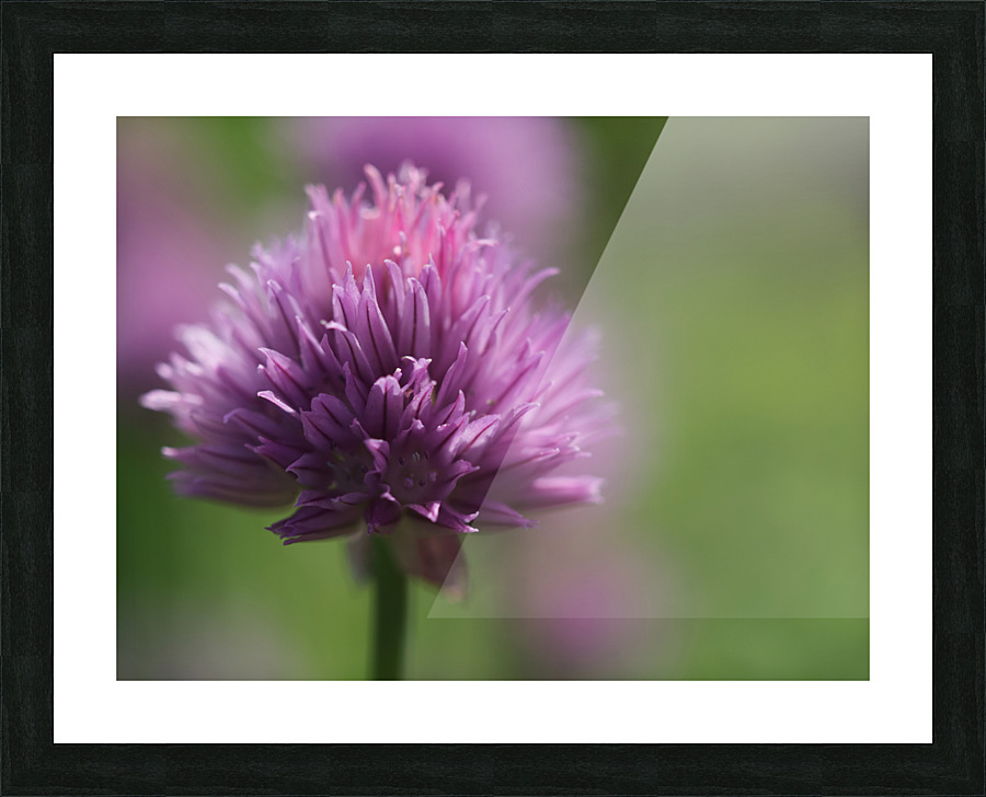 Chive Blossom Picture Frame print
