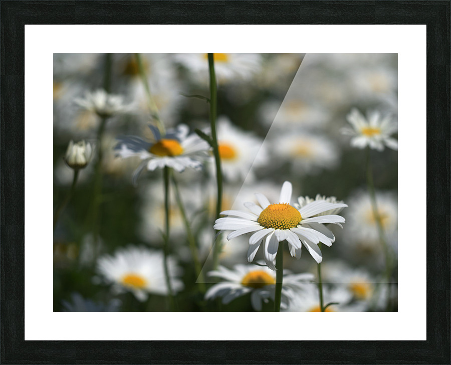 White Daisies Picture Frame print