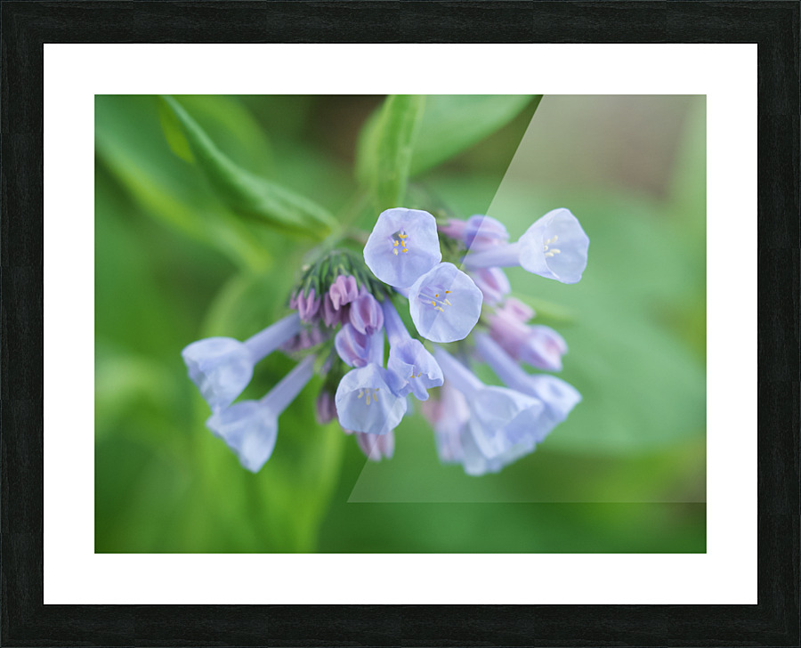 Little Bells Picture Frame print