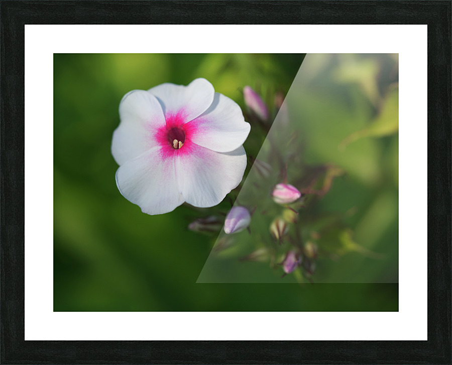 Bright Eyes Picture Frame print