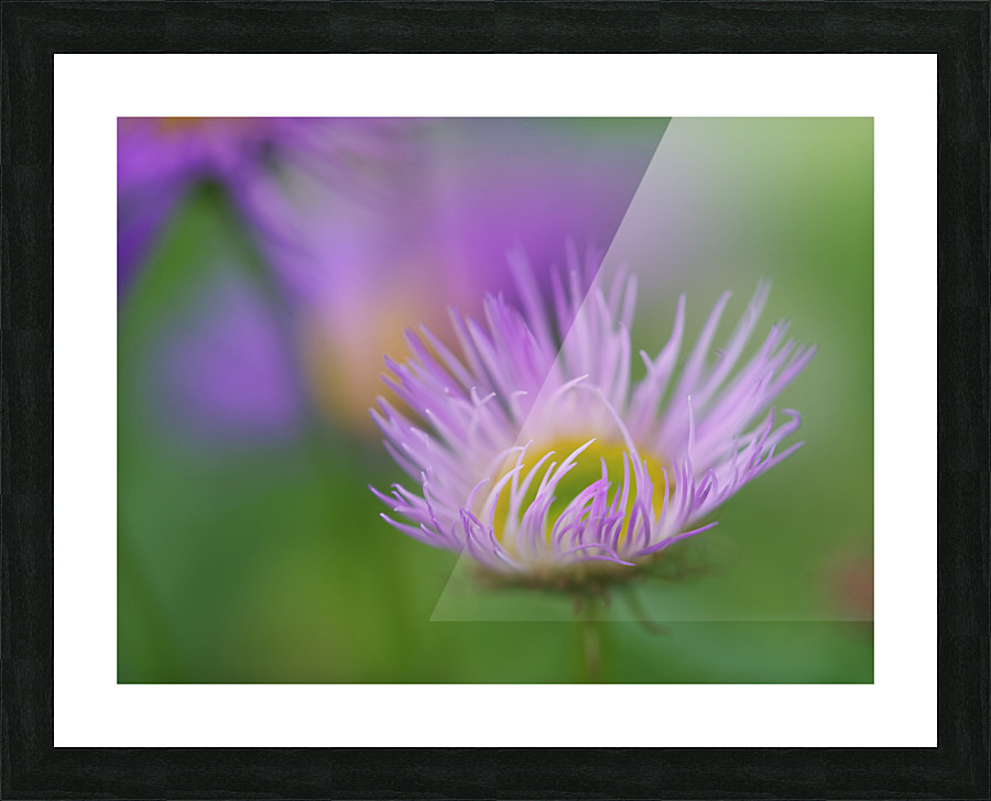 Day Dream Picture Frame print