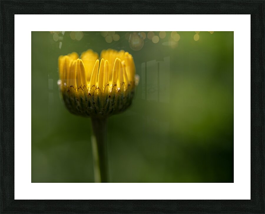 Pizazz Picture Frame print