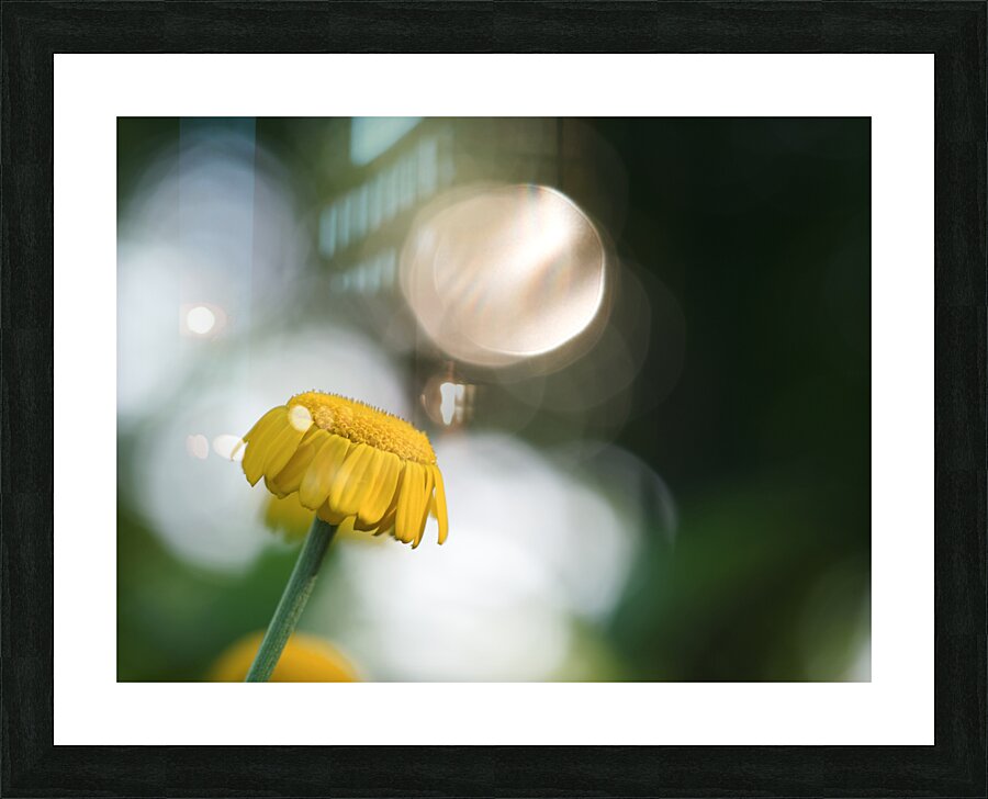 Life Is Strange Picture Frame print