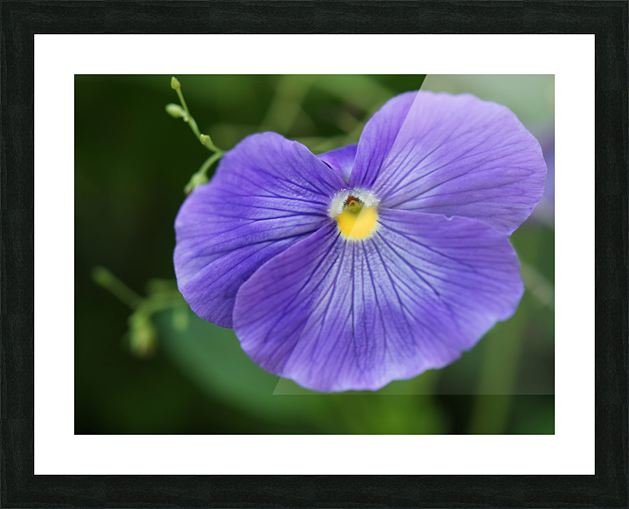 Blue Velvet Picture Frame print