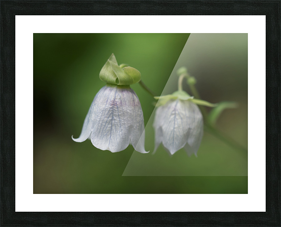 Bellflower Impression et Cadre photo