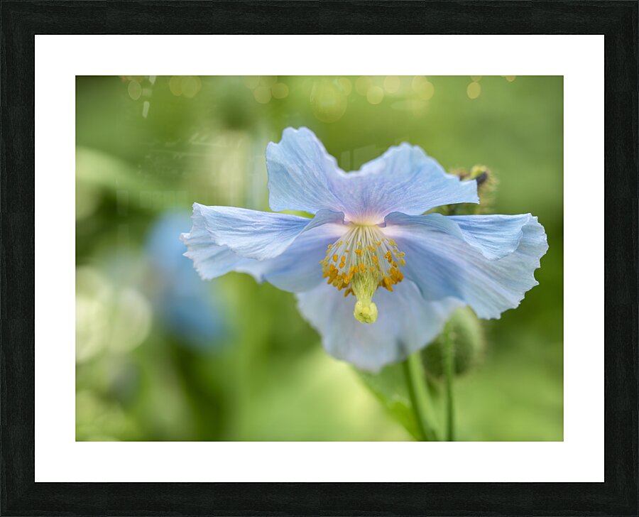 Himalayan Blue Poppy Picture Frame print