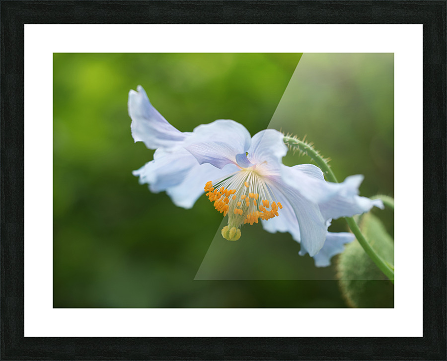 Himalayan Poppy Picture Frame print
