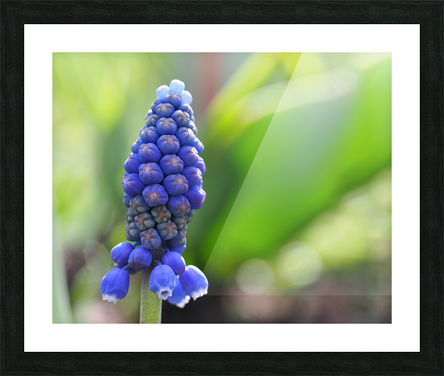 Muscari Picture Frame print