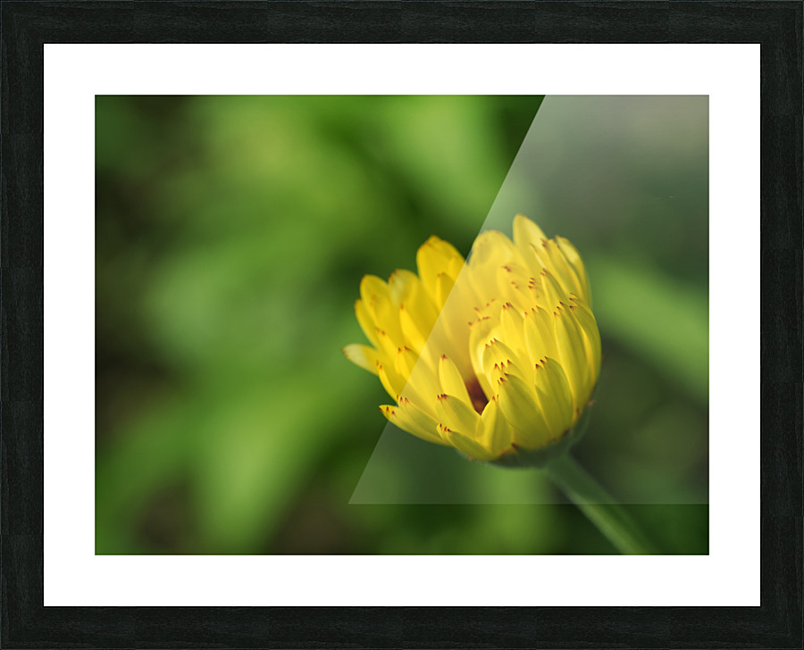 Yellow Bud Picture Frame print