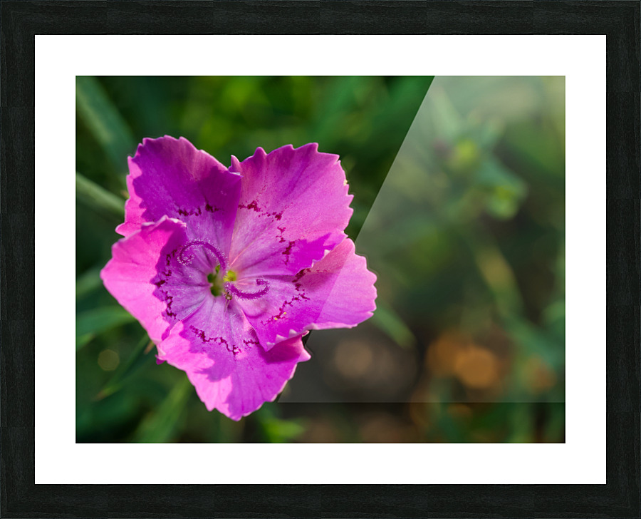 Maiden Pink Impression et Cadre photo