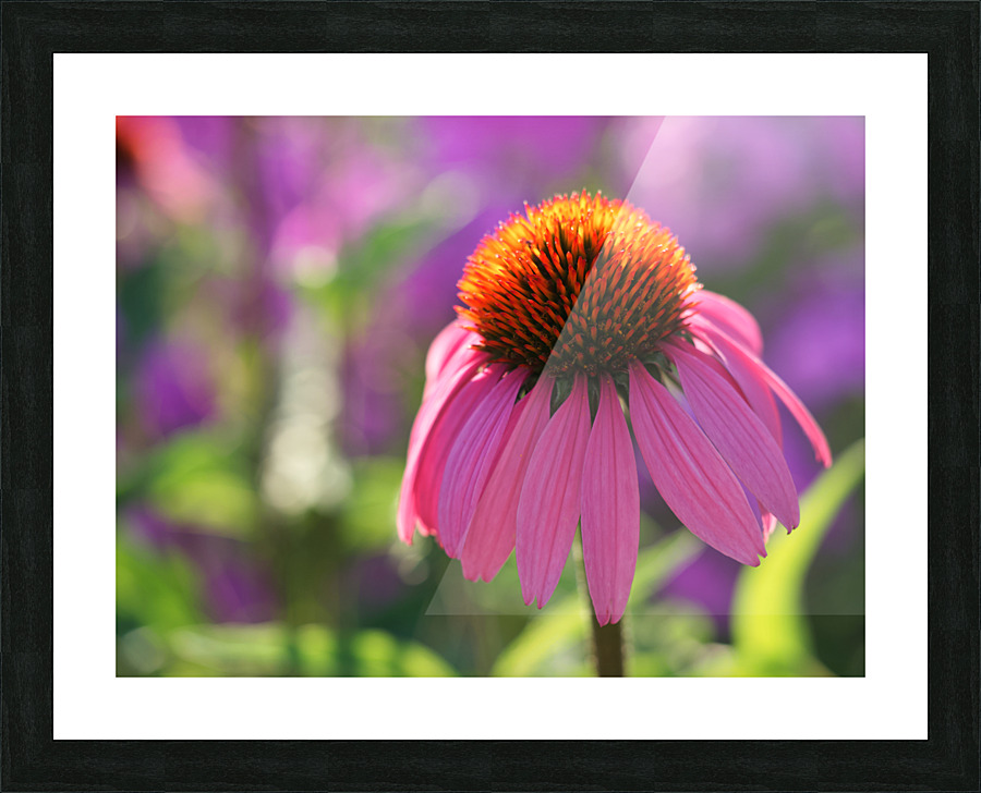 Purple Coneflower Picture Frame print