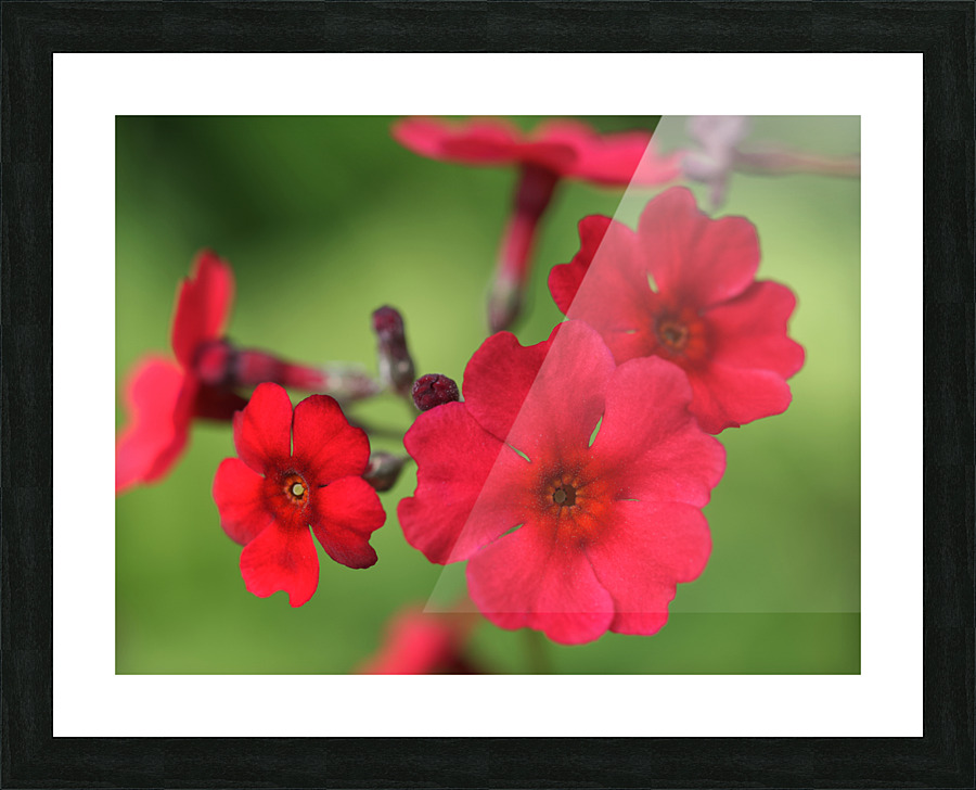 Japanese Primrose Picture Frame print