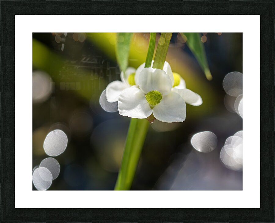 Threeleaf Arrowhead Picture Frame print