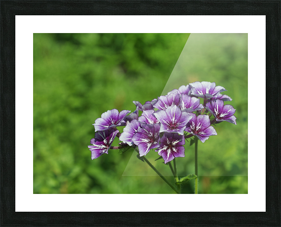 Phlox Bouquet Picture Frame print