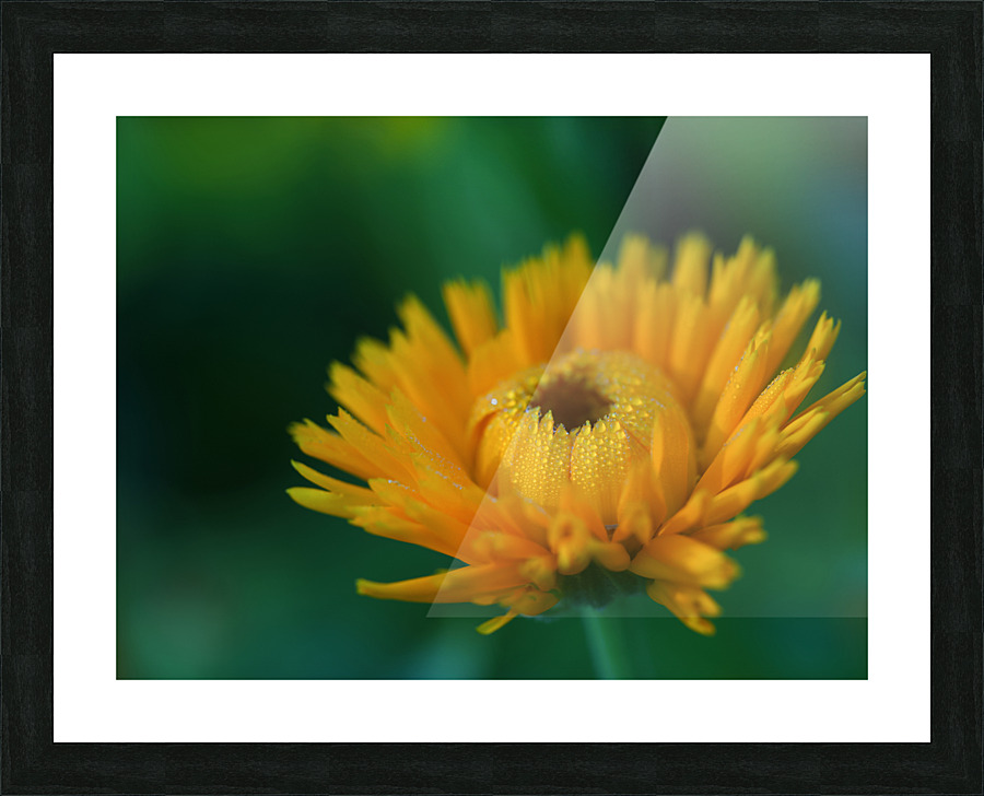 Calendula Picture Frame print