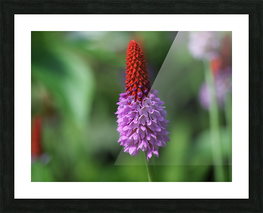 Vialii Picture Frame print