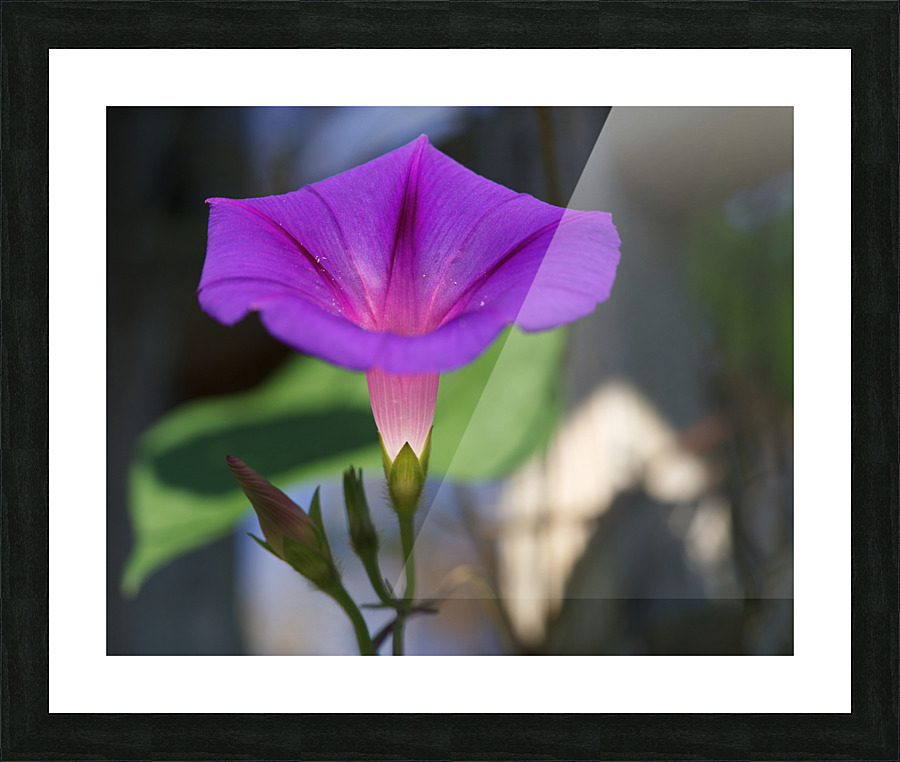 Shine Bright Picture Frame print