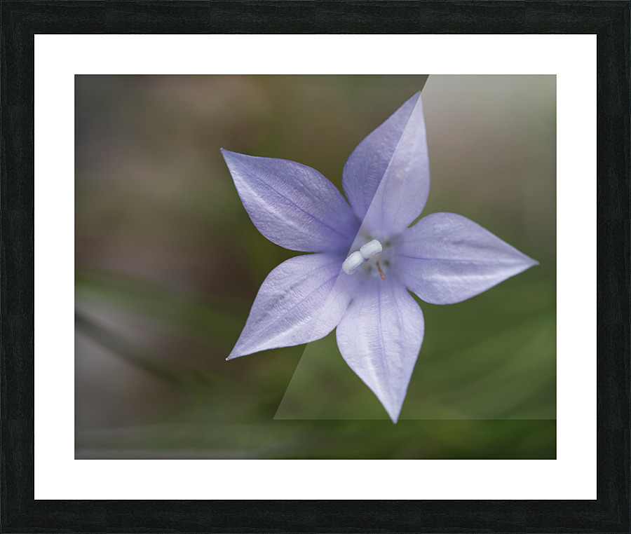 I See Blue Picture Frame print