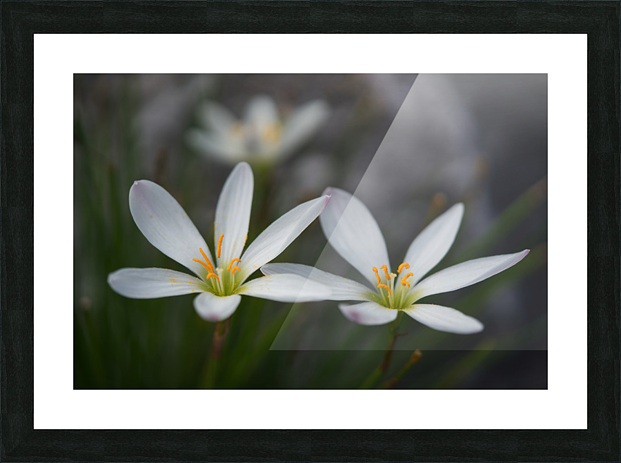 Swamp Lily Picture Frame print