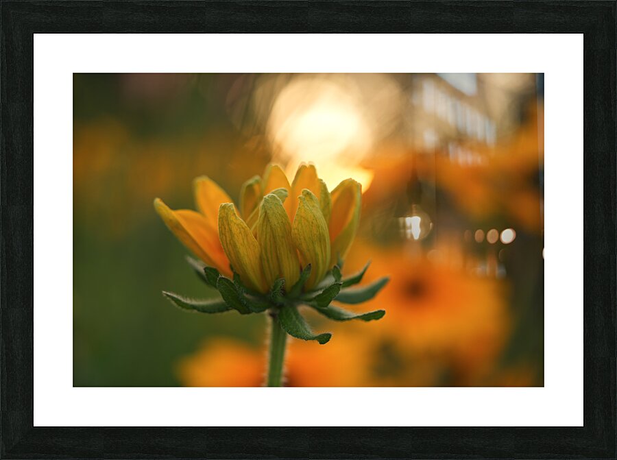 Another Day Picture Frame print