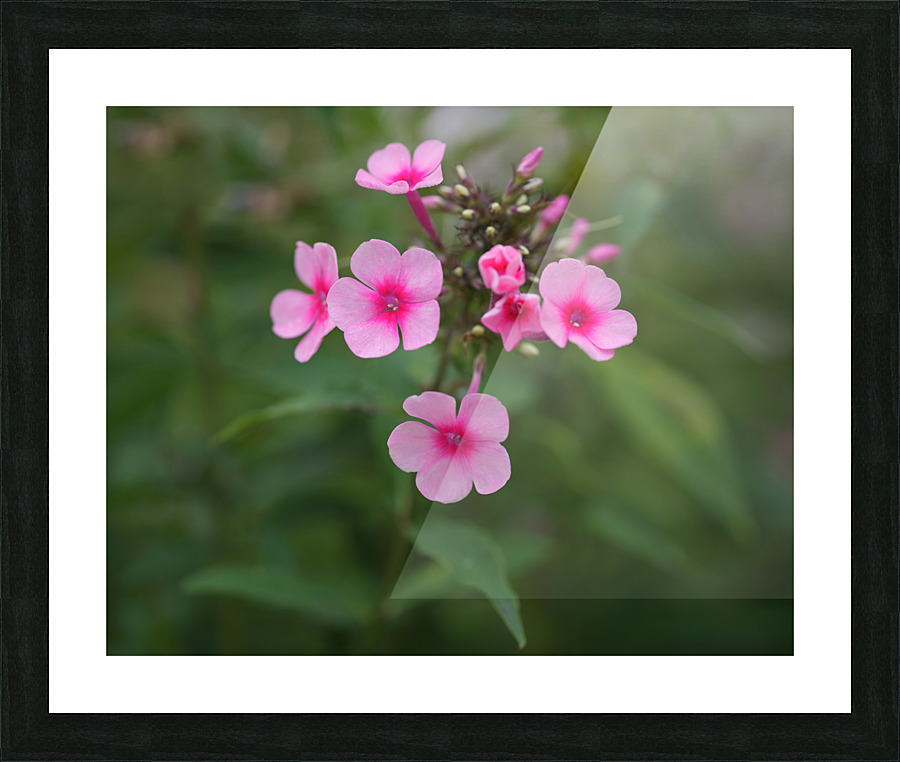 Morning Beauties Picture Frame print