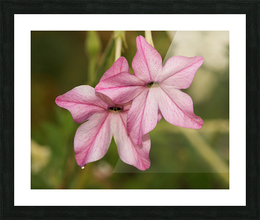 Pink Stars Picture Frame print