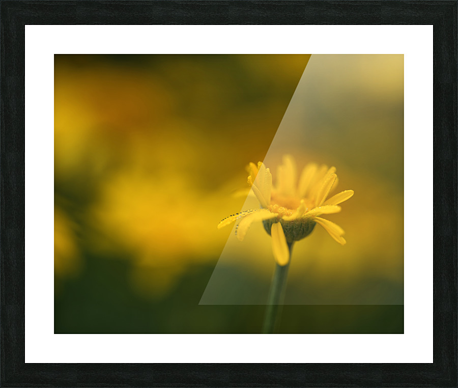 Fragile Beauty Picture Frame print
