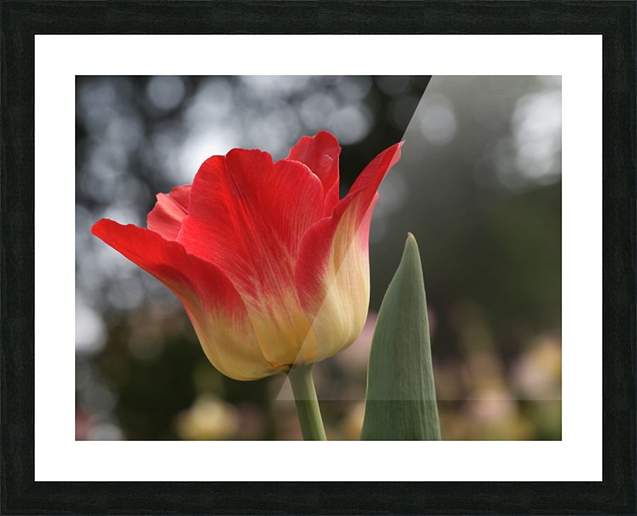 Happy One Impression et Cadre photo