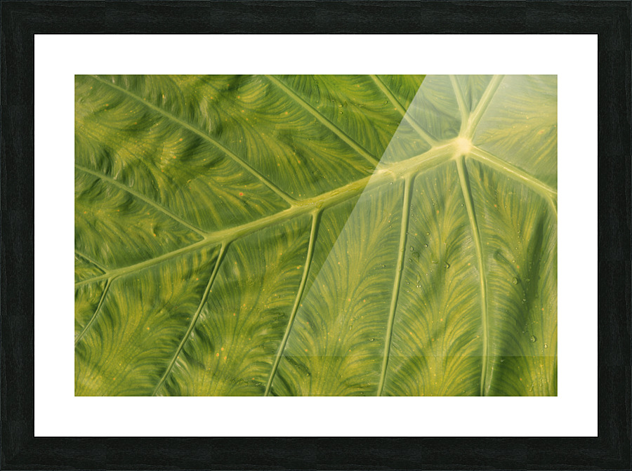 Giant  Leaf Impression et Cadre photo