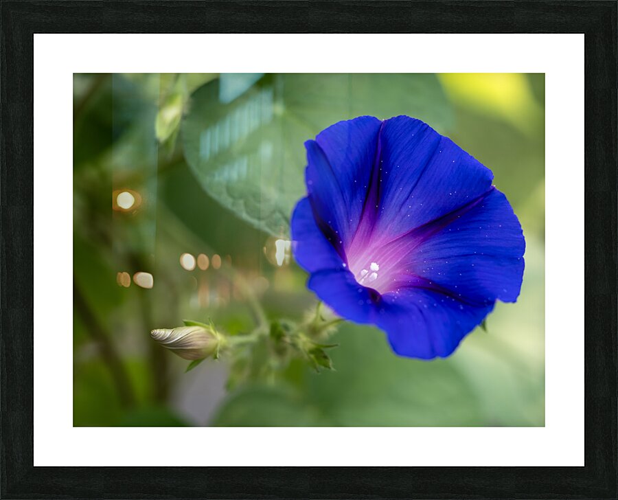Purple Morning Glory with bud Picture Frame print