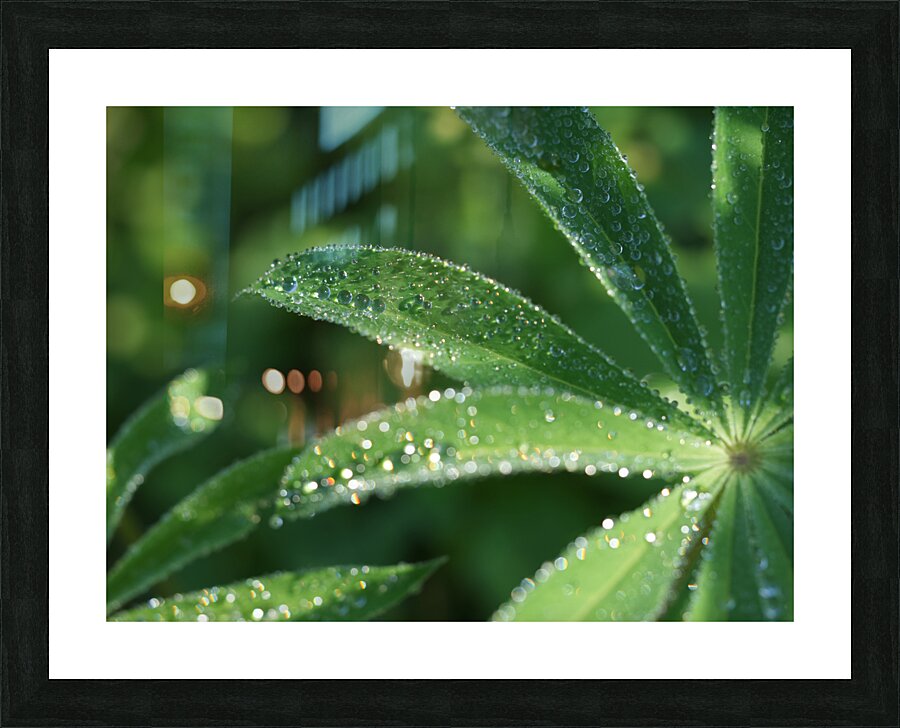 Droplets Picture Frame print