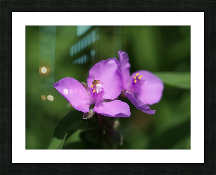 Visitor Impression et Cadre photo