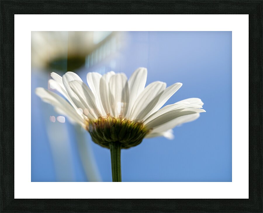 Oxeye Daisies Picture Frame print