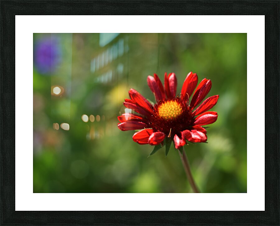 Dazzler Picture Frame print