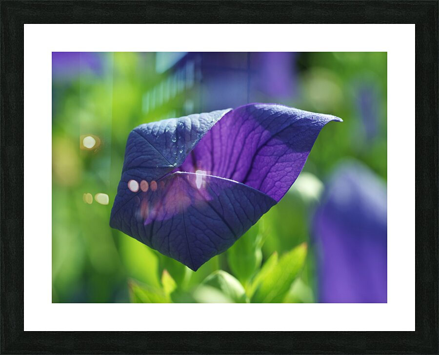 Coin coin Picture Frame print