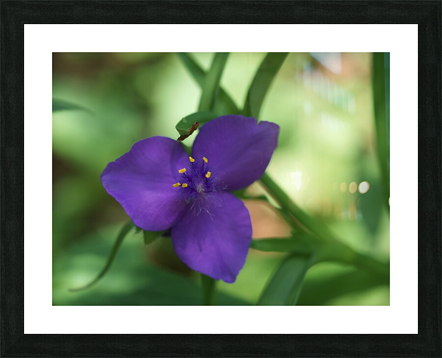 Bluejacket Picture Frame print