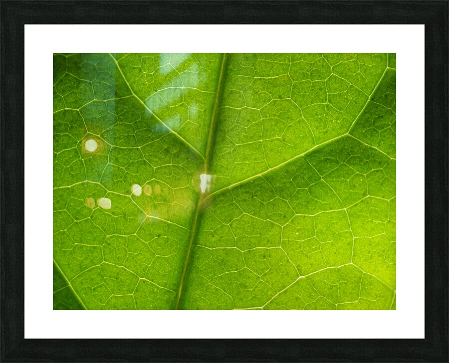 Leaf Texture Picture Frame print