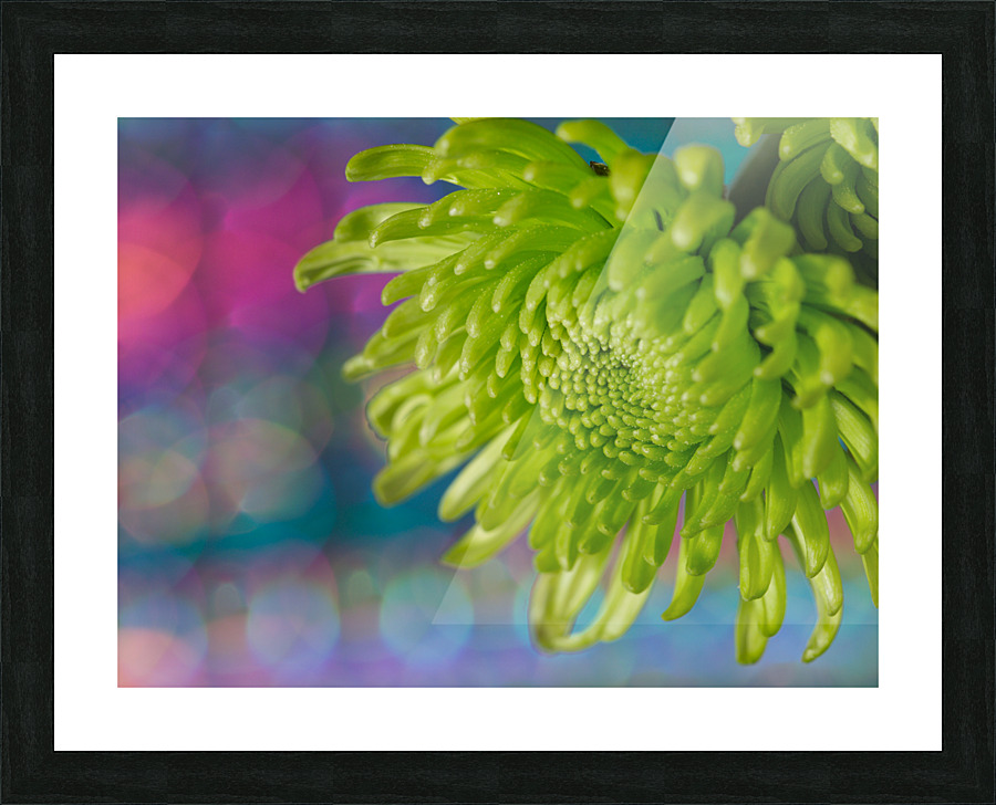 Green Chrysanthemum Picture Frame print