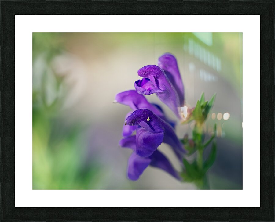 Teasers Picture Frame print