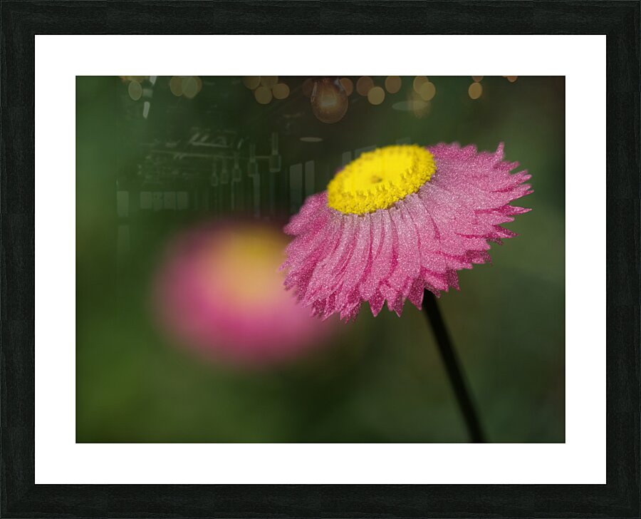 Strawflower Picture Frame print