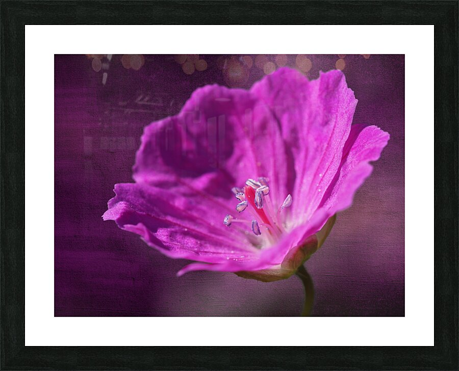 Bloody Geranium Picture Frame print