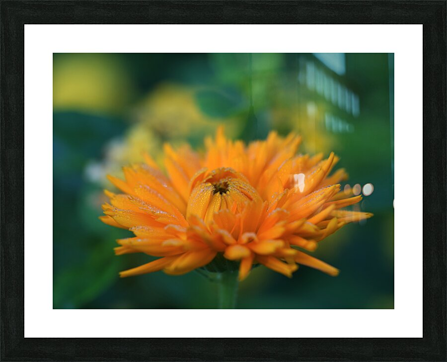 Ruddle Picture Frame print