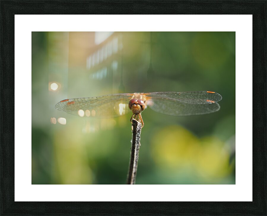 Dragonfly Picture Frame print