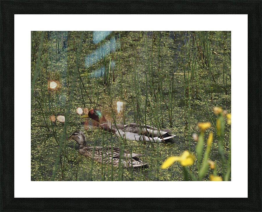 Sauve Qui Peut Picture Frame print