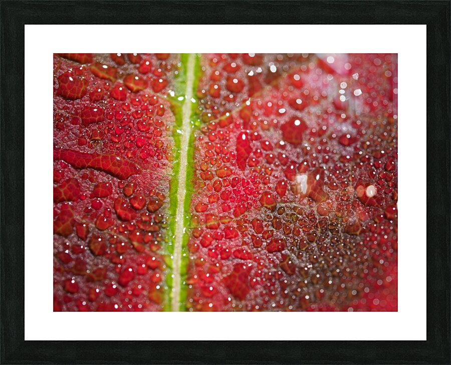 Maple Leaf Picture Frame print